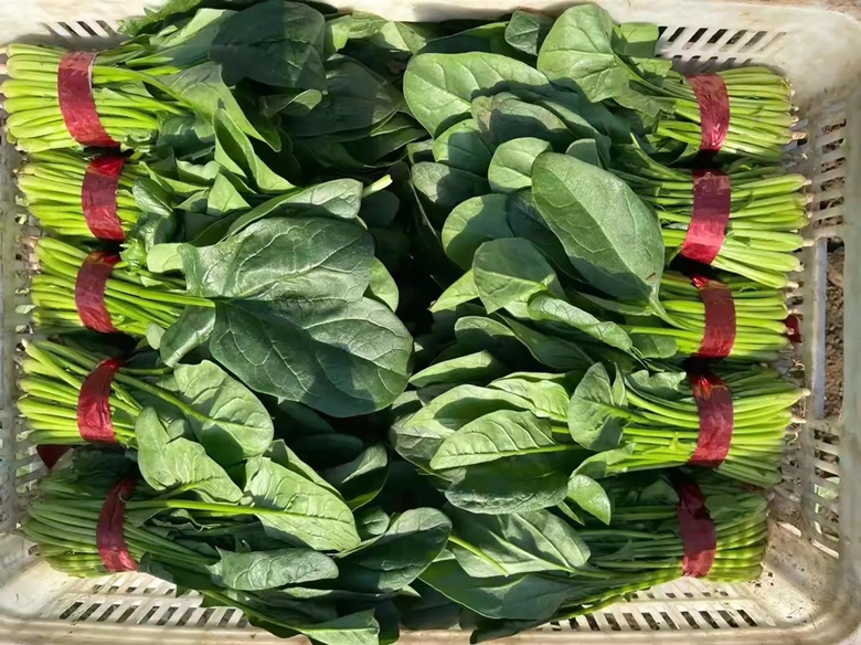 现代超市冷柜中陈列的三种不同品牌的大叶菠菜预包装产品,左侧为标注‘进口日本超级王’的塑料盒装菠菜,叶片宽大;中间为‘荷兰大叶’真空袋装,颜色深绿;右侧为‘华菠1号’有机认证礼盒装,配有二维码溯源标签。灯光照明清晰,突出新鲜度与品牌标识 超市货架上的大叶菠菜包装产品展示