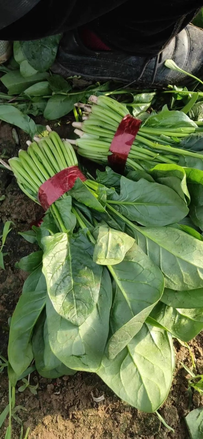 【推荐】山东品质菠菜，全年供货，价格实惠，量大从优