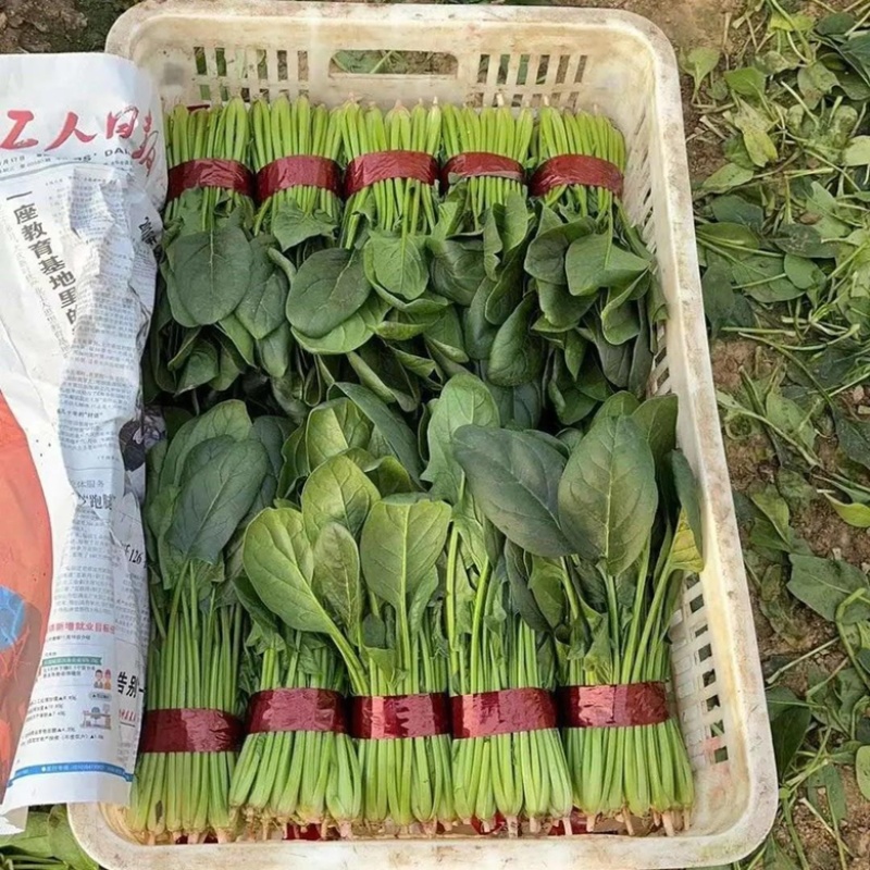 【推荐】山东品质菠菜，全年供货，价格实惠，量大从优