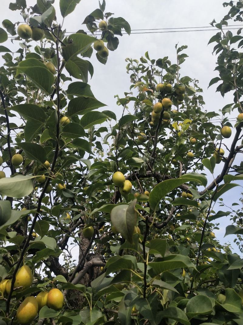 红香酥梨，大量上市