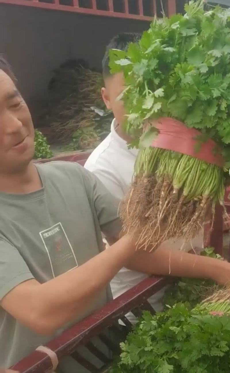 露地香菜色黑叶厚质量优种植面积万亩可常年供应