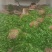 露地香菜色黑叶厚质量优种植面积万亩可常年供应