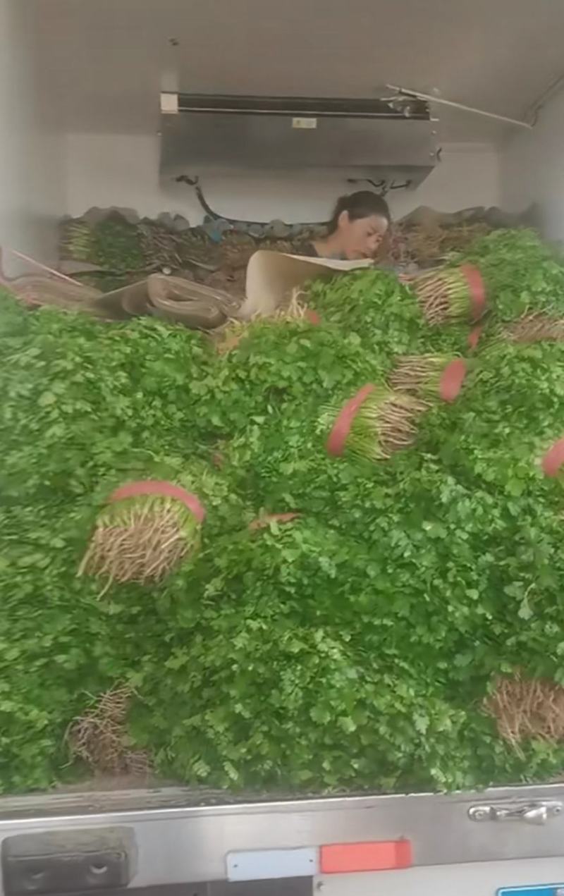 露地香菜色黑叶厚质量优种植面积万亩可常年供应