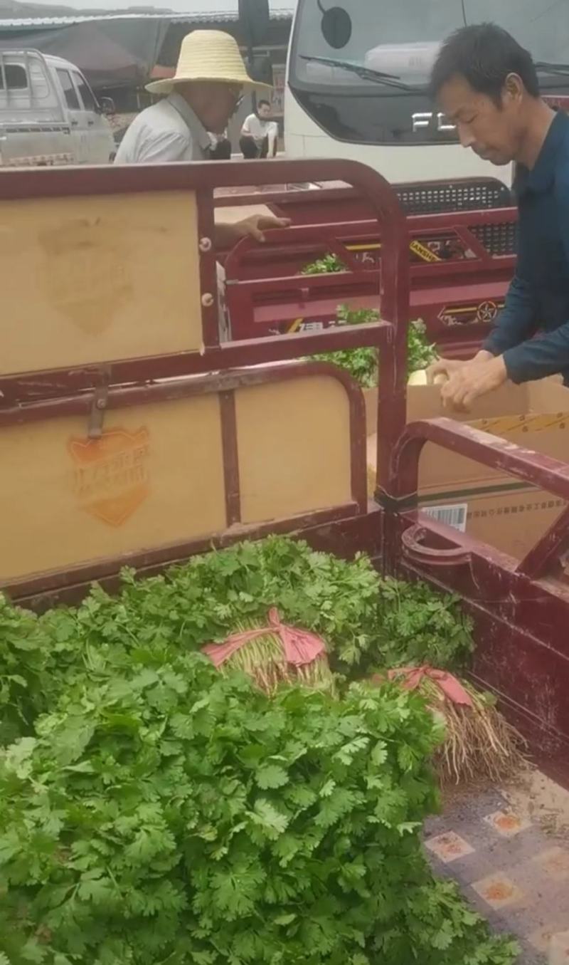 露地香菜色黑叶厚质量优种植面积万亩可常年供应