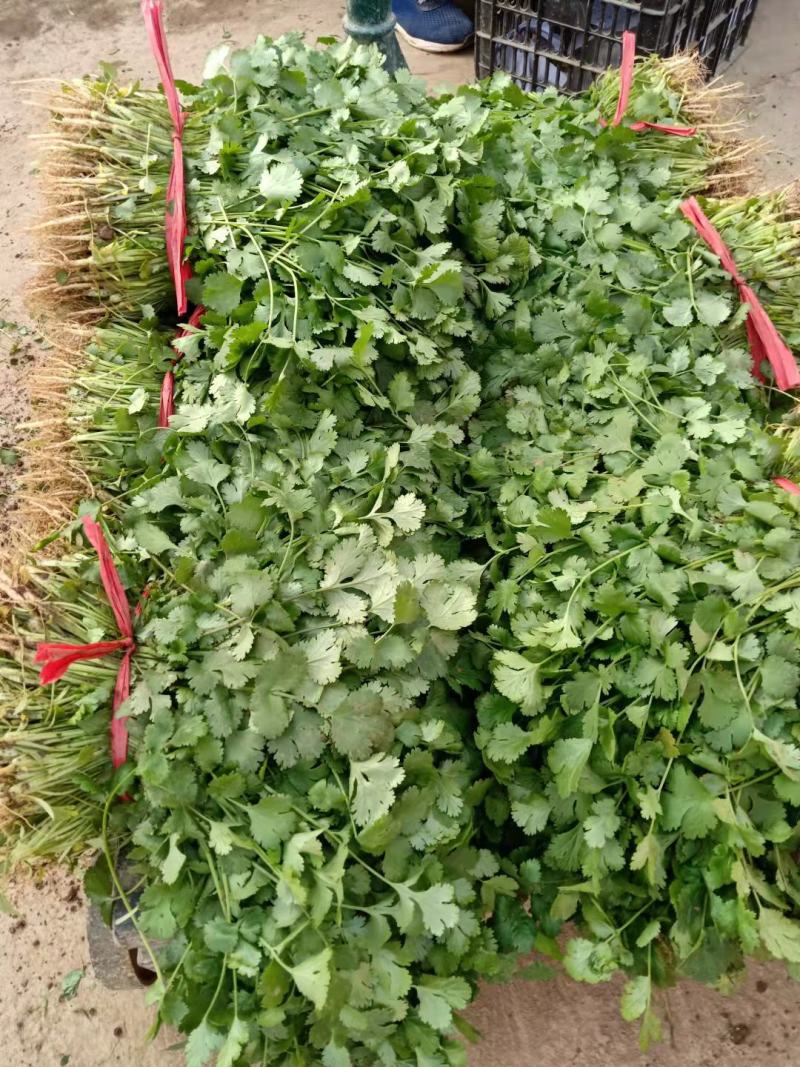 露地香菜色黑叶厚质量优种植面积万亩可常年供应