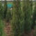 蜀侩又名塔柏耐寒耐旱耐盐碱生命力强