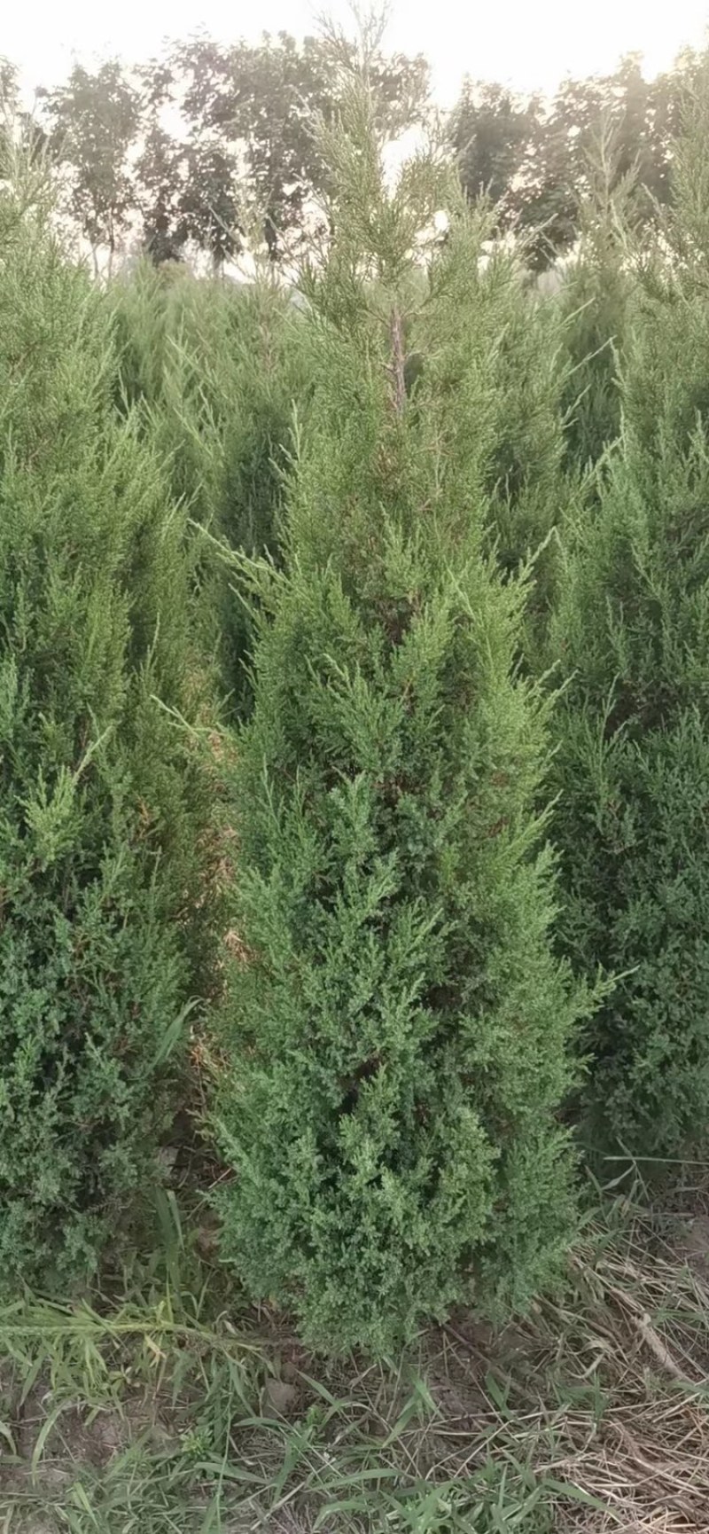 蜀侩又名塔柏耐寒耐旱耐盐碱生命力强