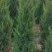 蜀侩又名塔柏耐寒耐旱耐盐碱生命力强