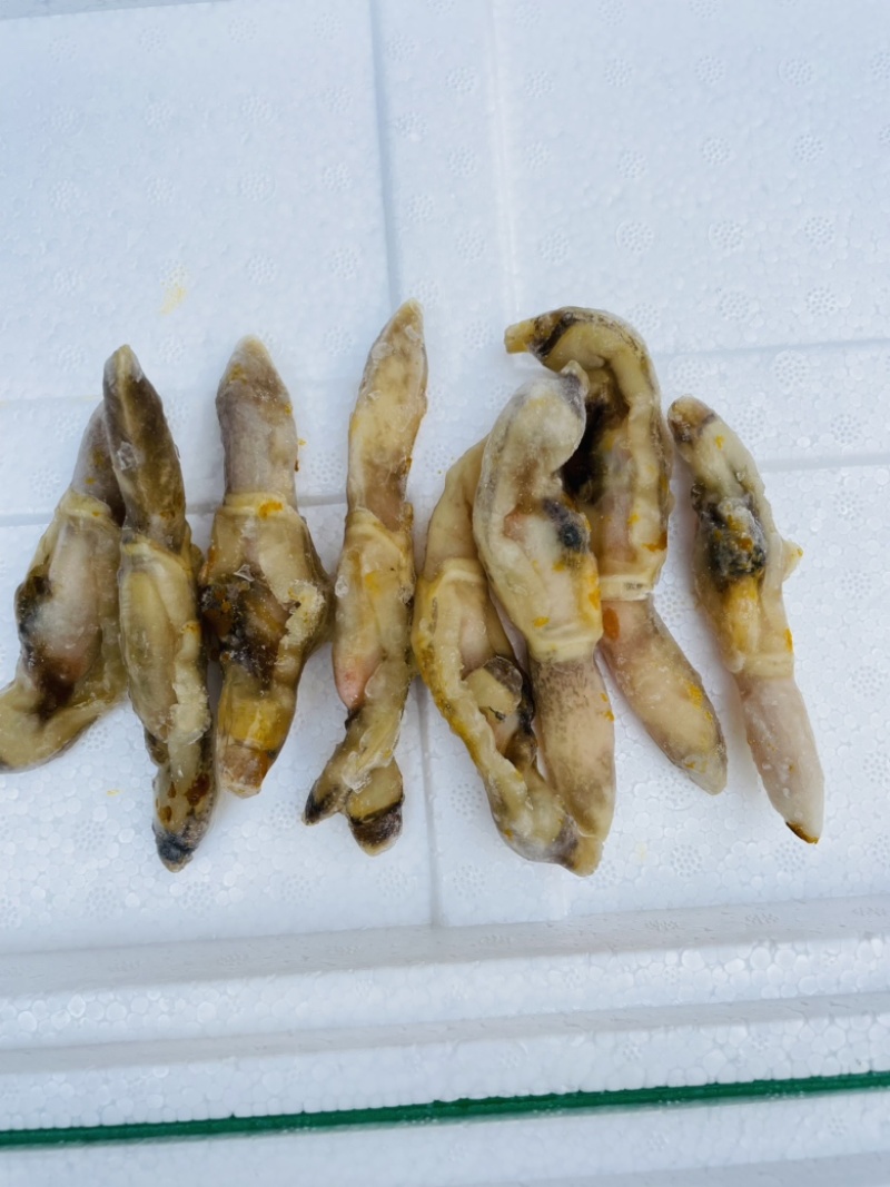 蛏王肉现剥竹蛏海鲜水产速冻麻辣熟食无沙捞汁海鲜