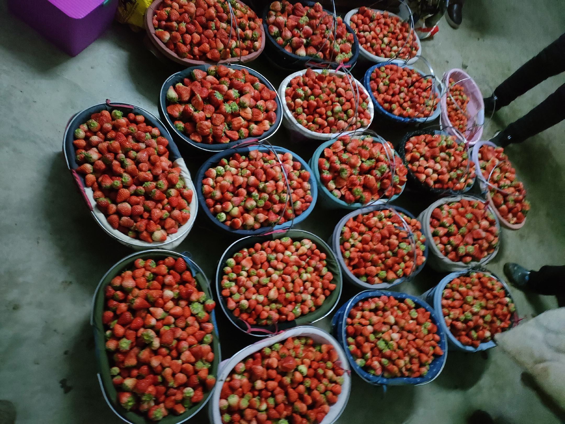 新鲜采摘的红色草莓摆放在篮子中