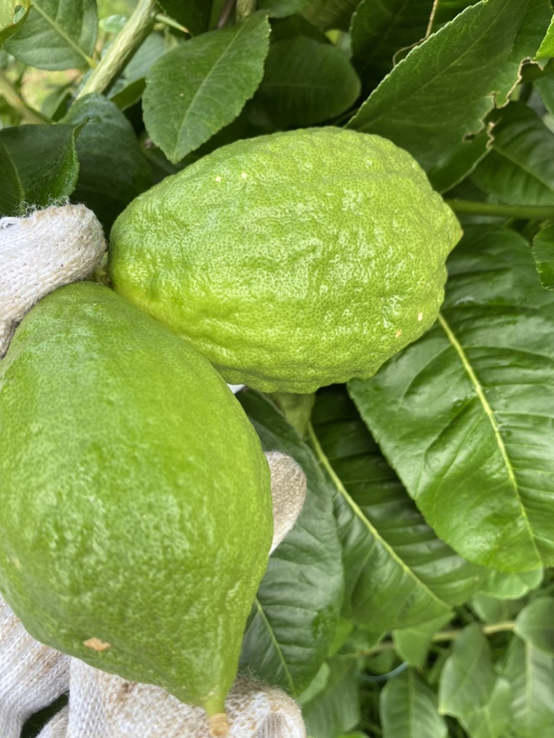 新鲜香水柠檬干片泡水柠檬茶