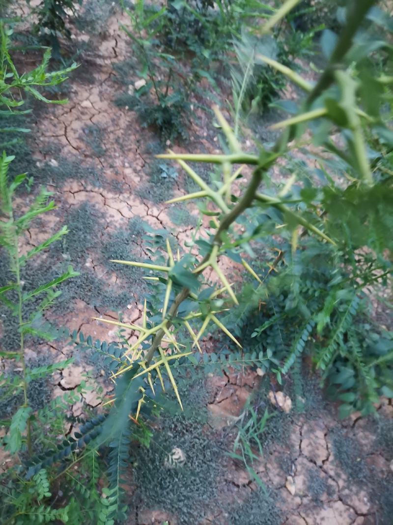 大刺皂角苗一年苗嫁接苗产皂刺产皂子