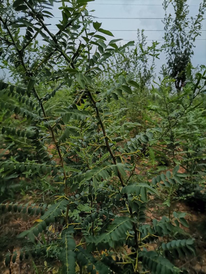 大刺皂角苗一年苗嫁接苗产皂刺产皂子