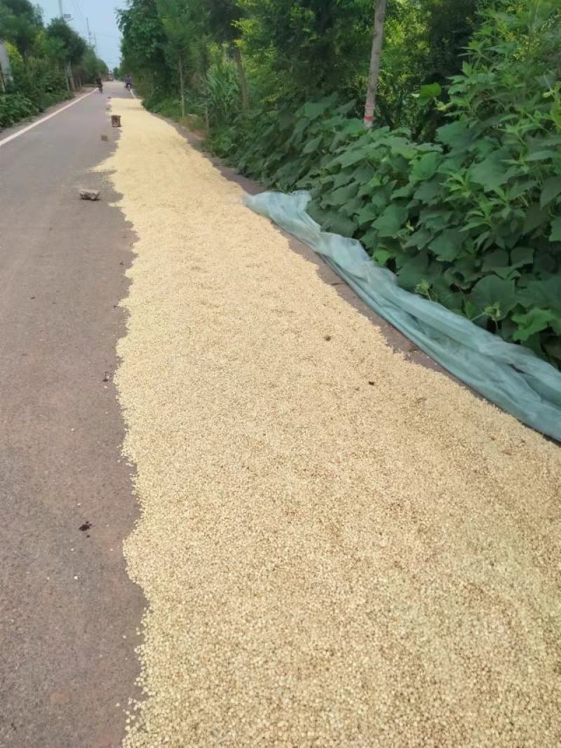 万糯两千，白黏玉米干粒
