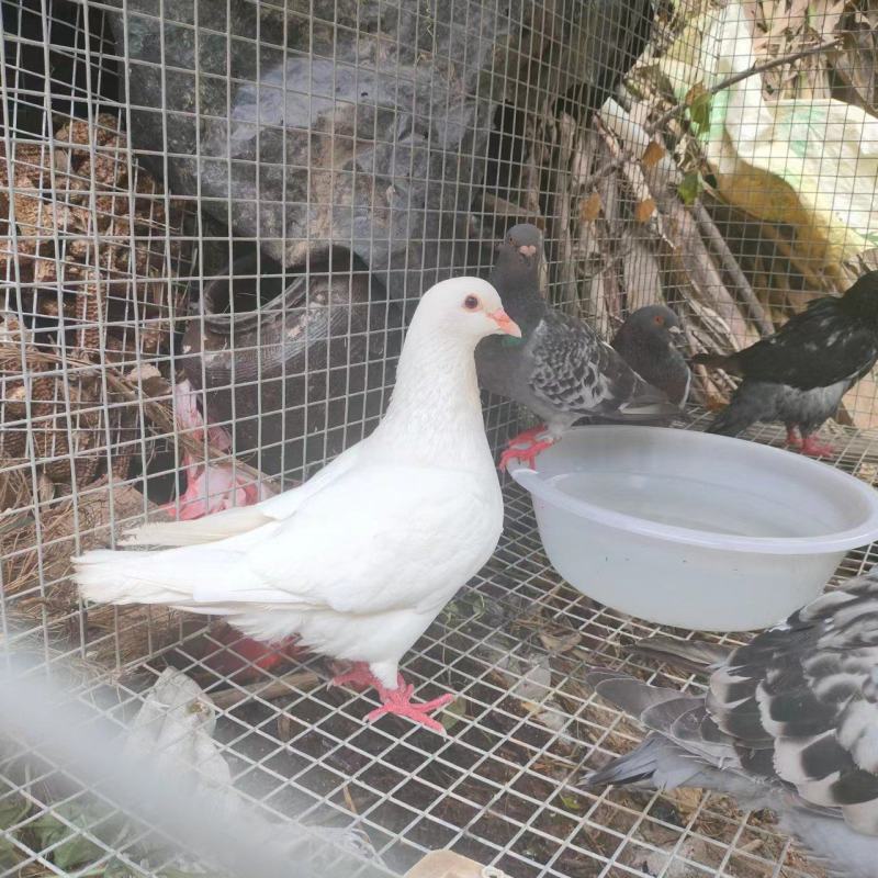 大量信鸽，肉鸽，淘汰信鸽带脚环，淘汰信鸽量大从优