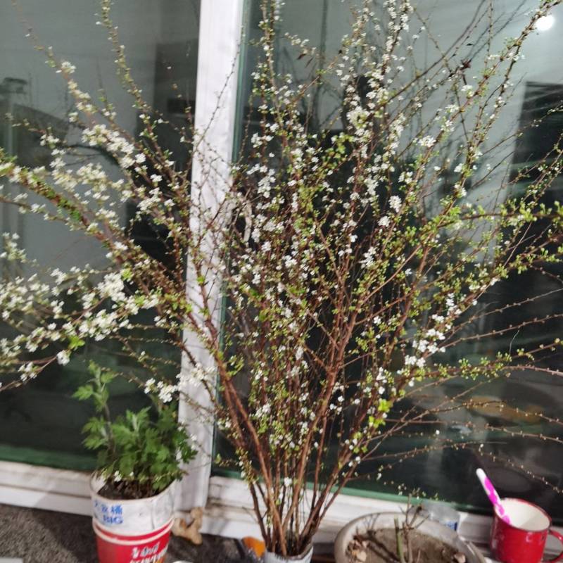 [热卖]辽宁铁岭雪柳种苗干枝雪柳喷雪花产地直发