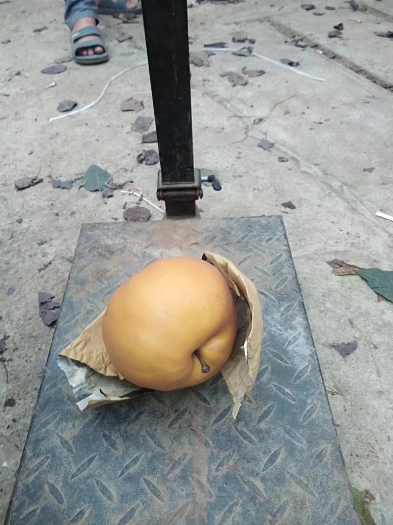 晚秋黄梨