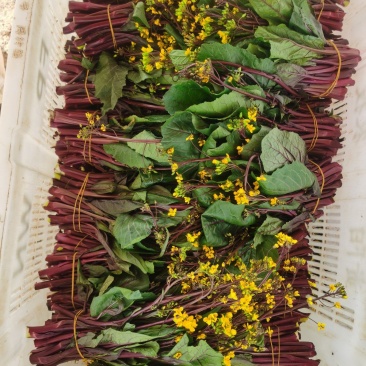 贵州高山红油菜苔大量有货
