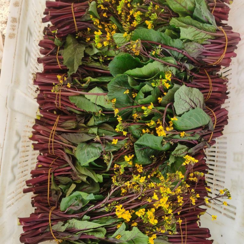 贵州高山红油菜苔大量有货