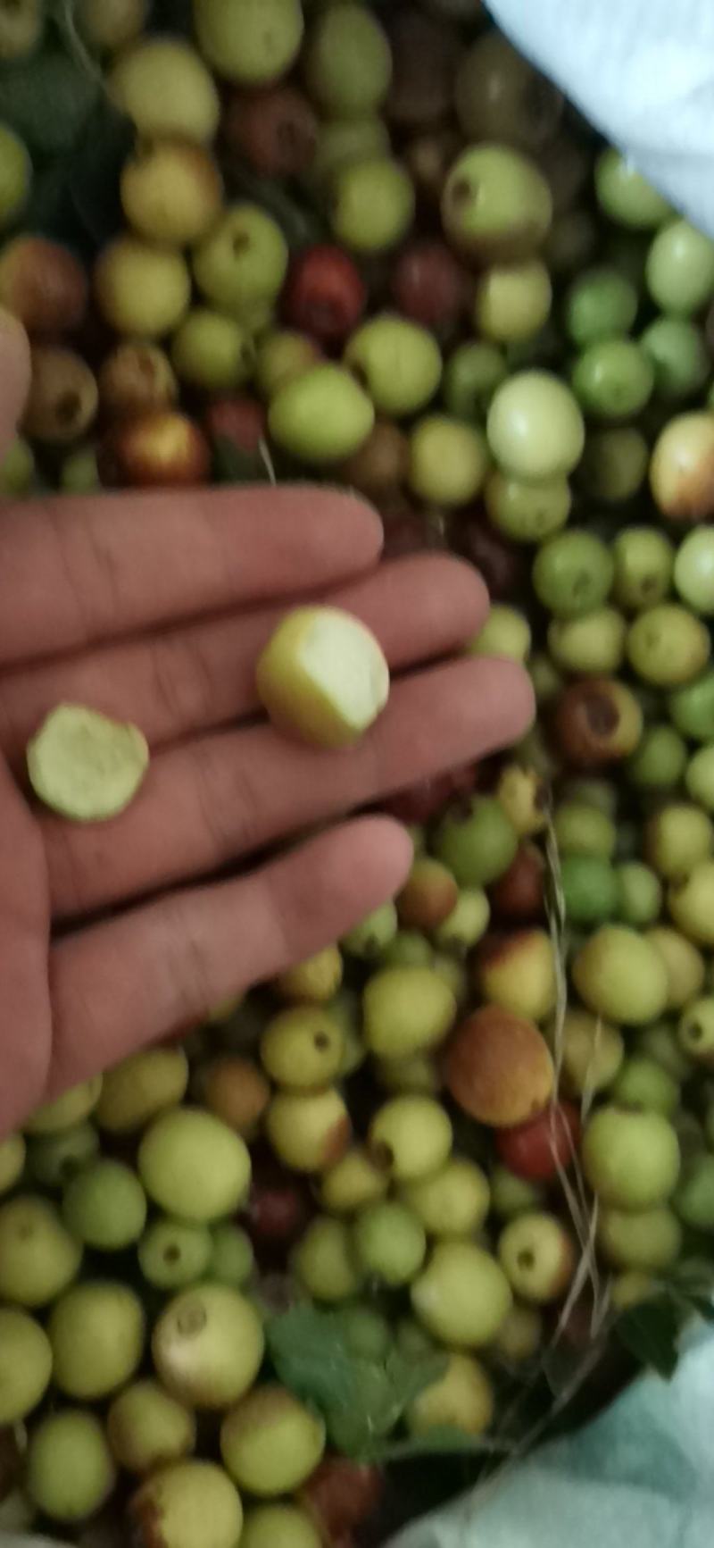 野生酸枣