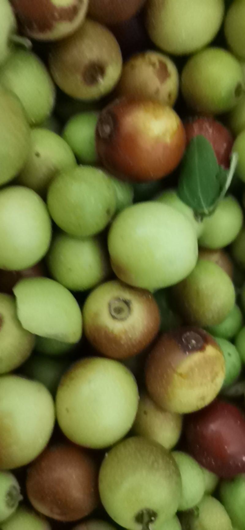 野生酸枣