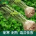 地中海根芹种子净含量10克红芹白芹种子