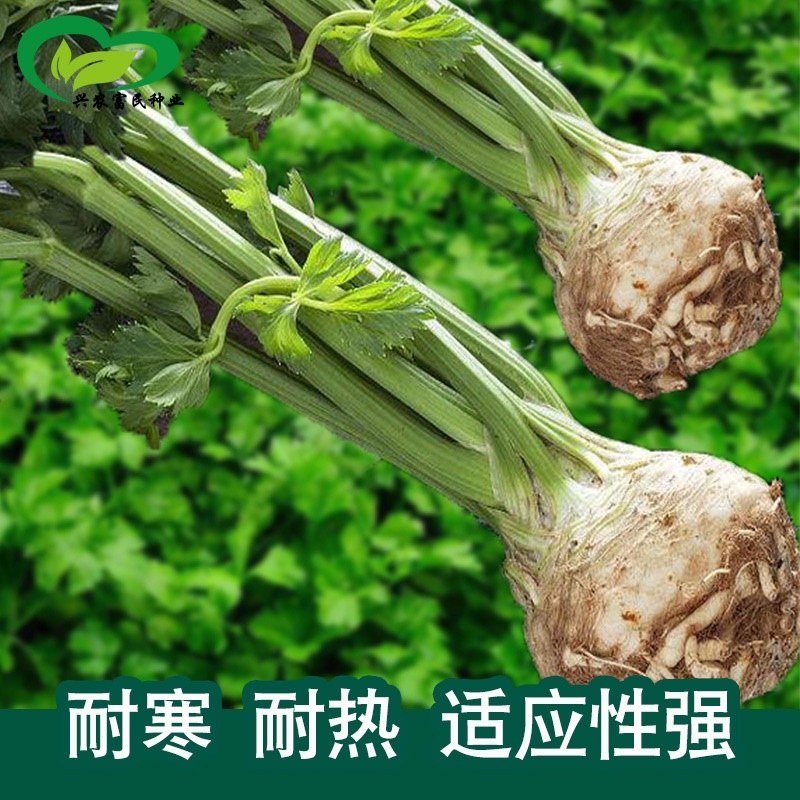 地中海根芹种子净含量10克红芹白芹种子