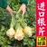 地中海根芹种子净含量10克红芹白芹种子