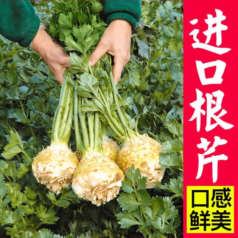 地中海根芹种子净含量10克红芹白芹种子