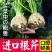 地中海根芹种子净含量10克红芹白芹种子