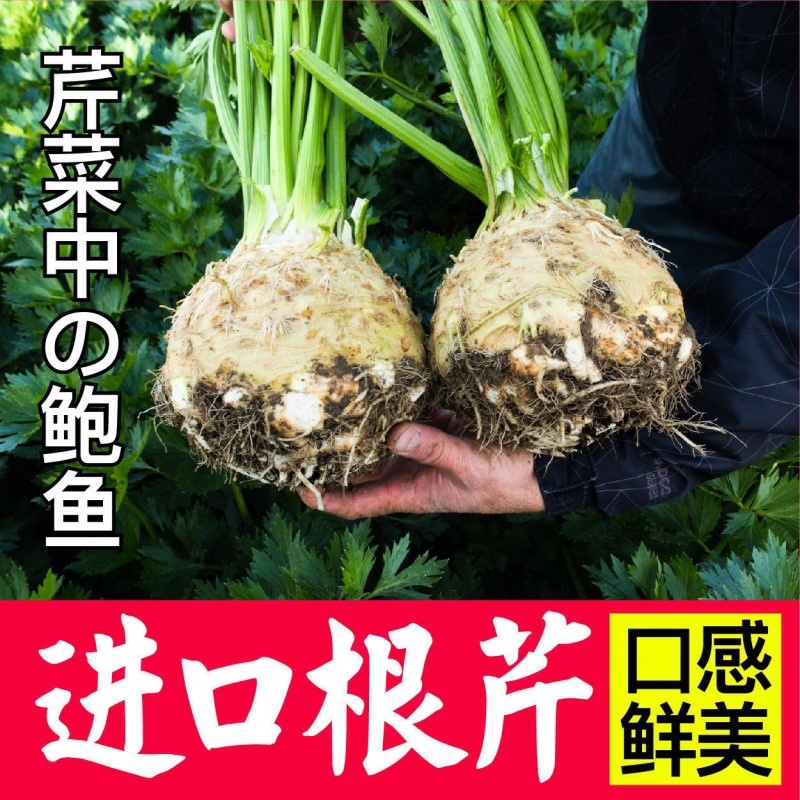 地中海根芹种子净含量10克红芹白芹种子
