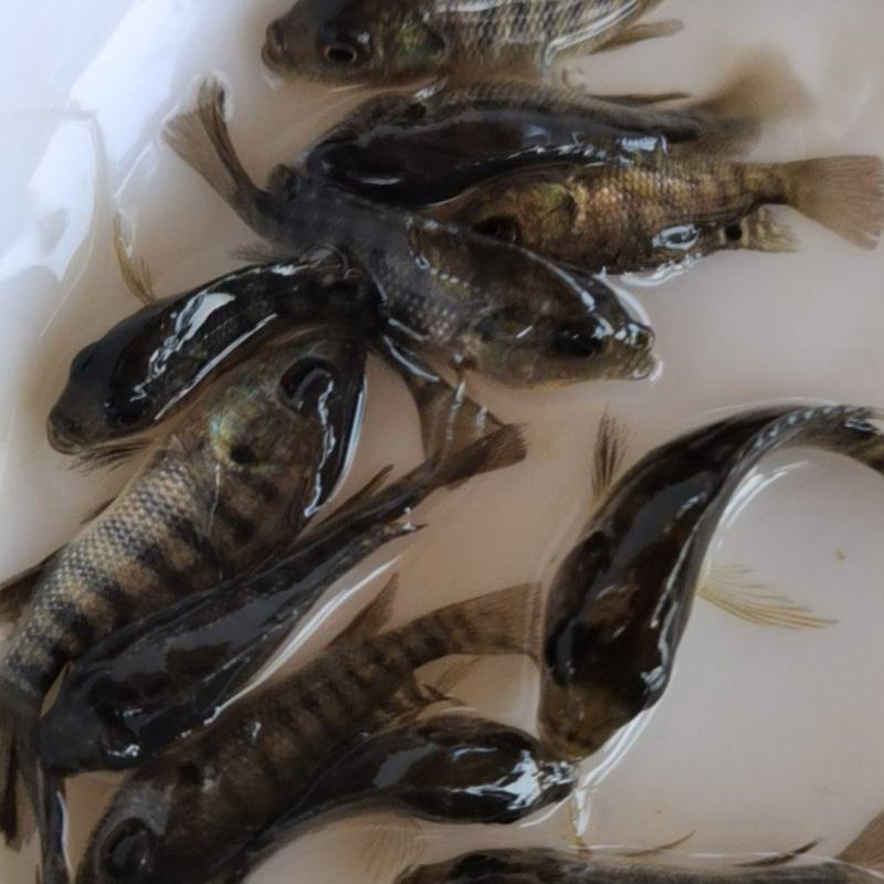 海南一号罗非鱼苗