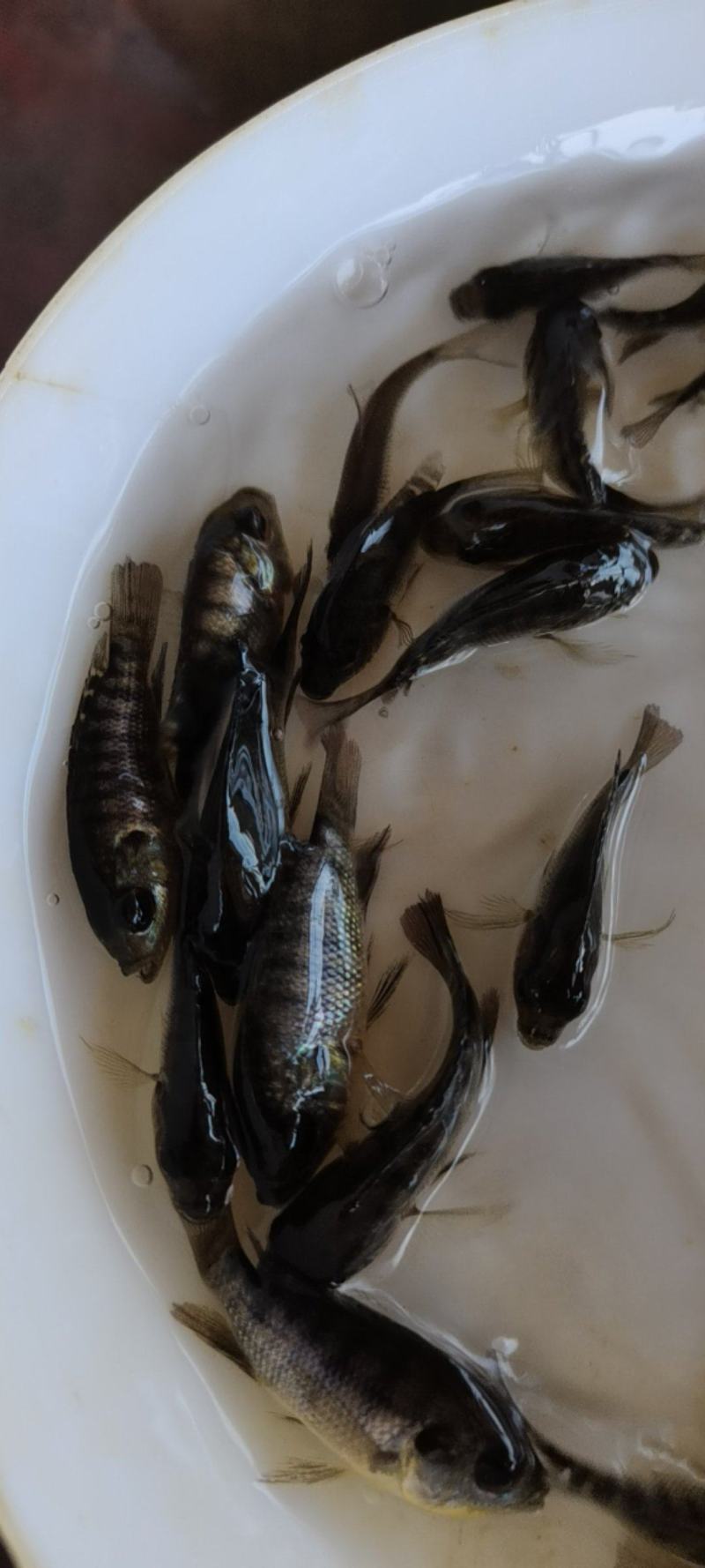 海南一号罗非鱼苗