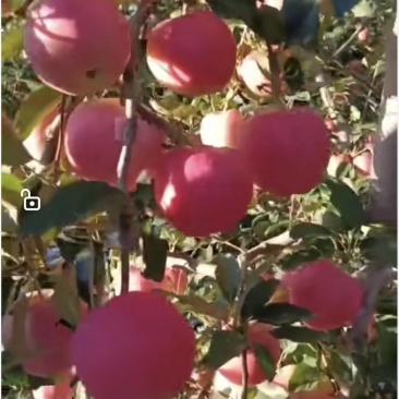 辽宁葫芦岛绥中嘎啦苹果果园直采代发全国