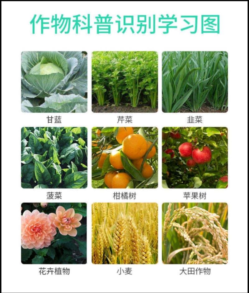 70%啶虫脒蚜虫蔬菜黄瓜水分散颗粒剂有效成分含量70%