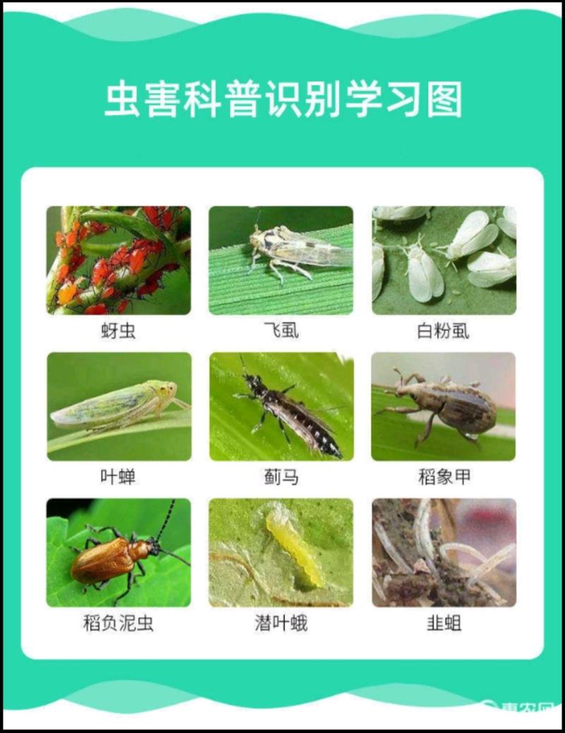 70%啶虫脒蚜虫蔬菜黄瓜水分散颗粒剂有效成分含量70%