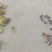 侧柏果