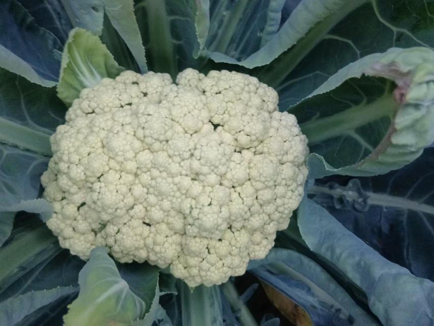 菜花在中医中的寒性属性图示