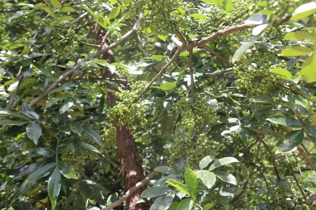 胡椒植物和成品胡椒颗粒