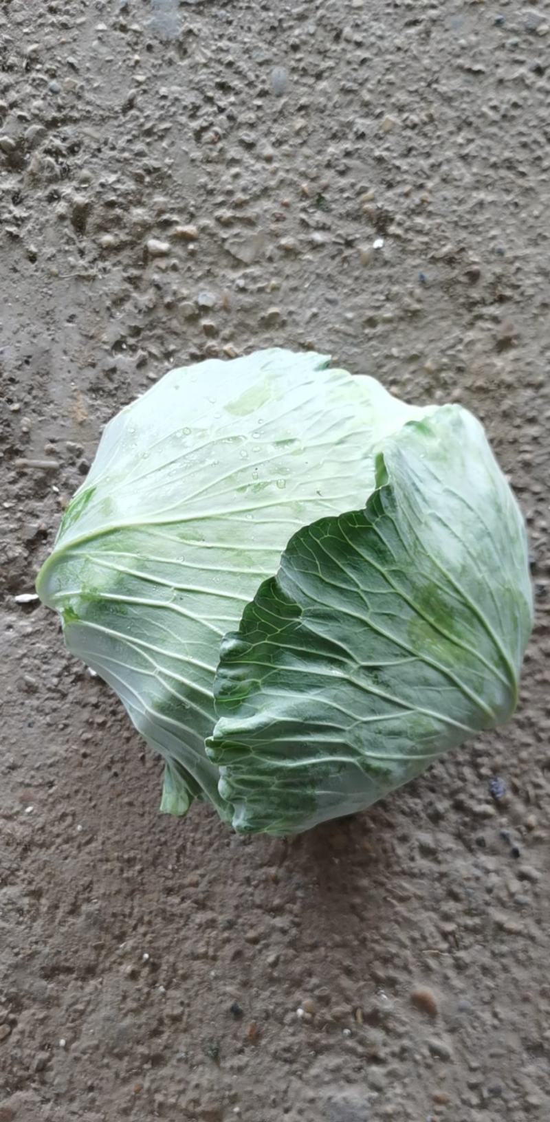 江西甘蓝京丰1号大量，直供批发市场，电商多多买菜美团