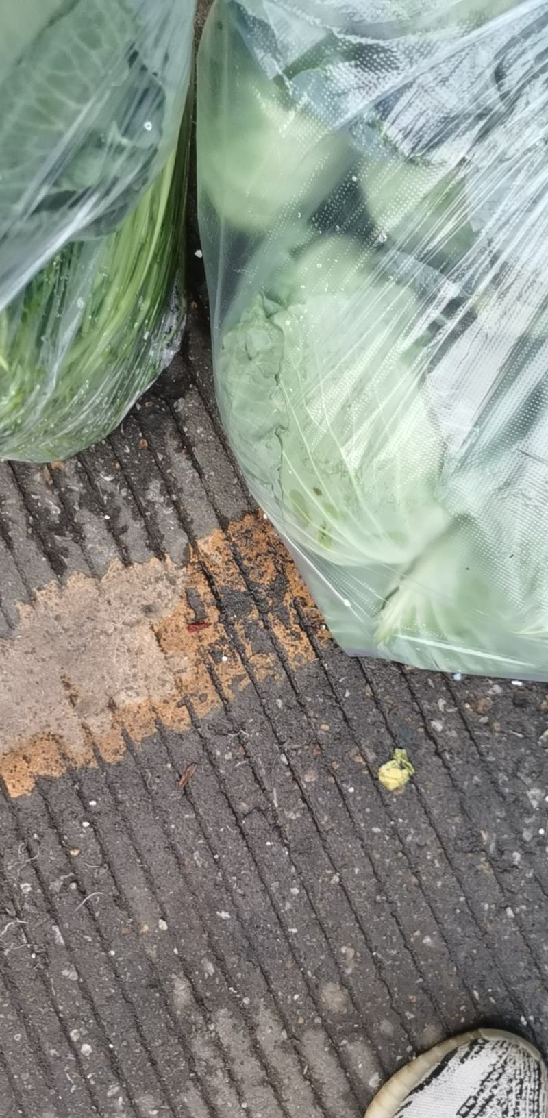 江西甘蓝京丰1号大量，直供批发市场，电商多多买菜美团