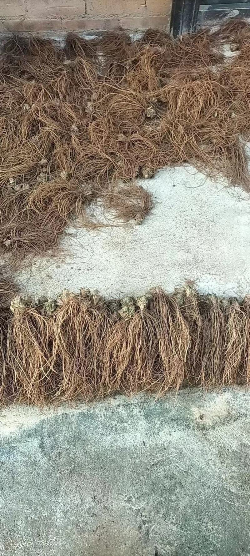 广西新鲜地胆头，品质保证！量大从优，欢迎各位老板咨询