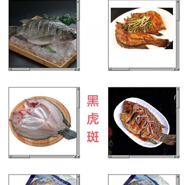 黑虎斑（黑罗非鱼）活鱼宰杀
