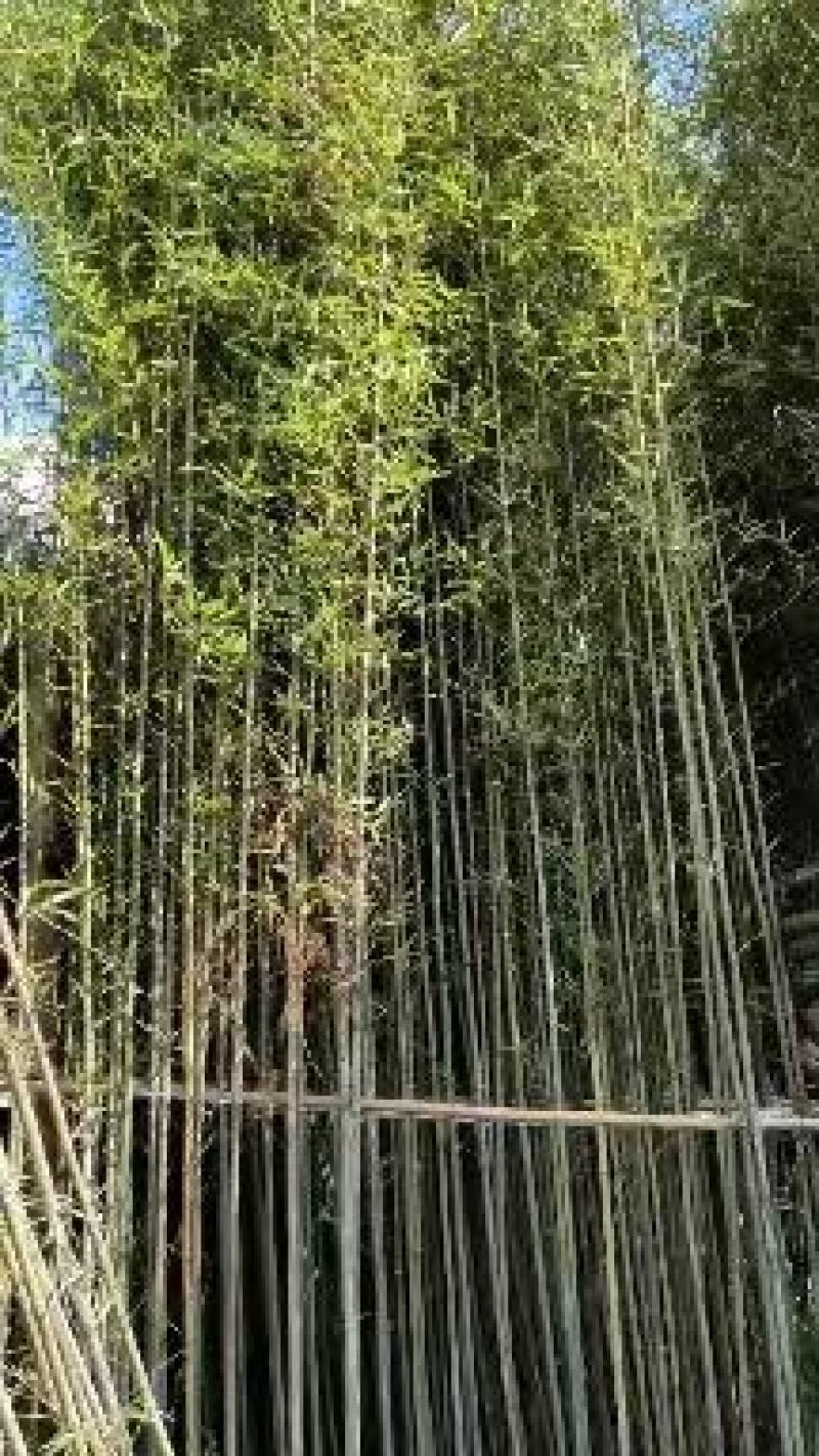 精品刚竹