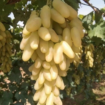 白马奶