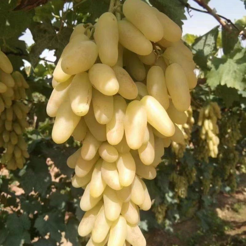 白马奶