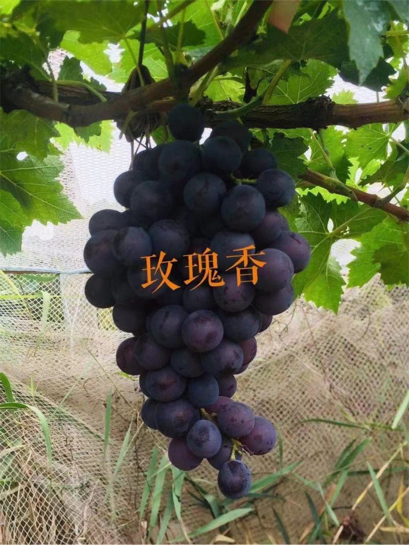 白马奶