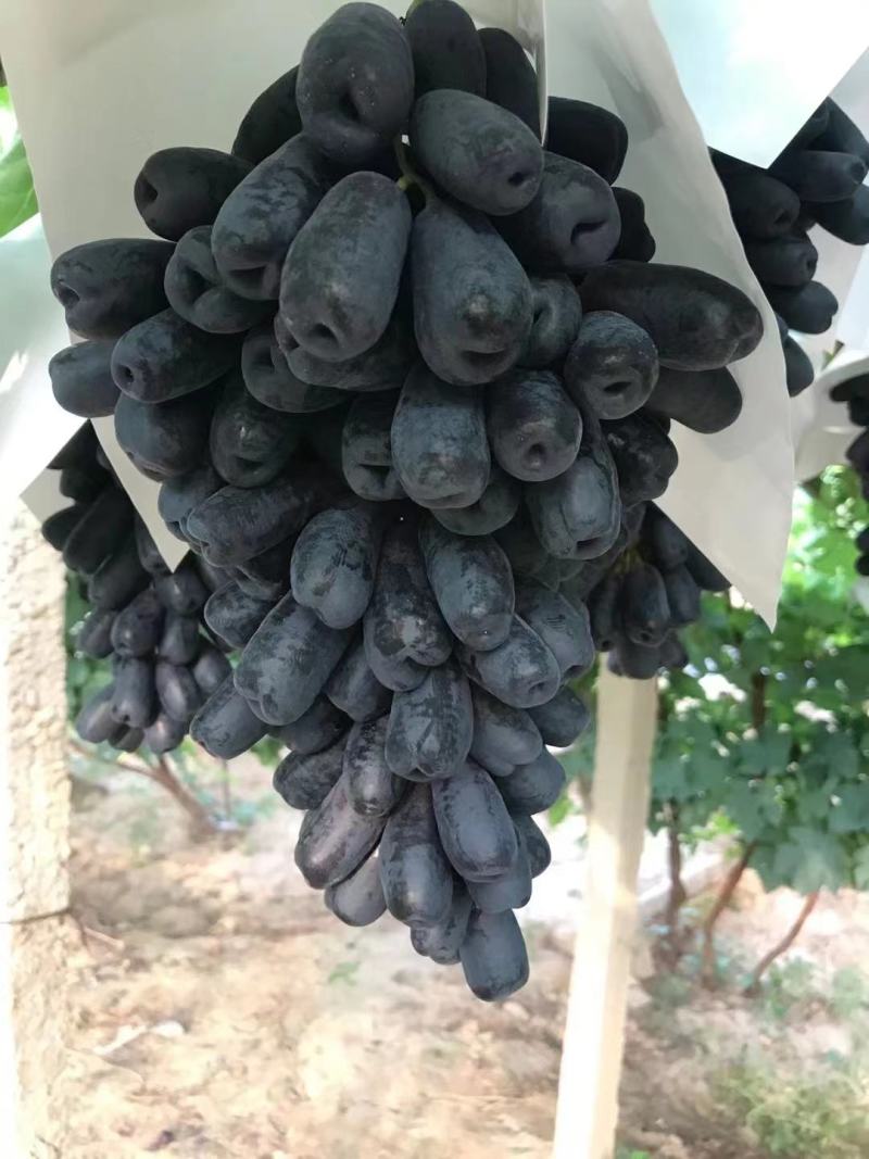 白马奶
