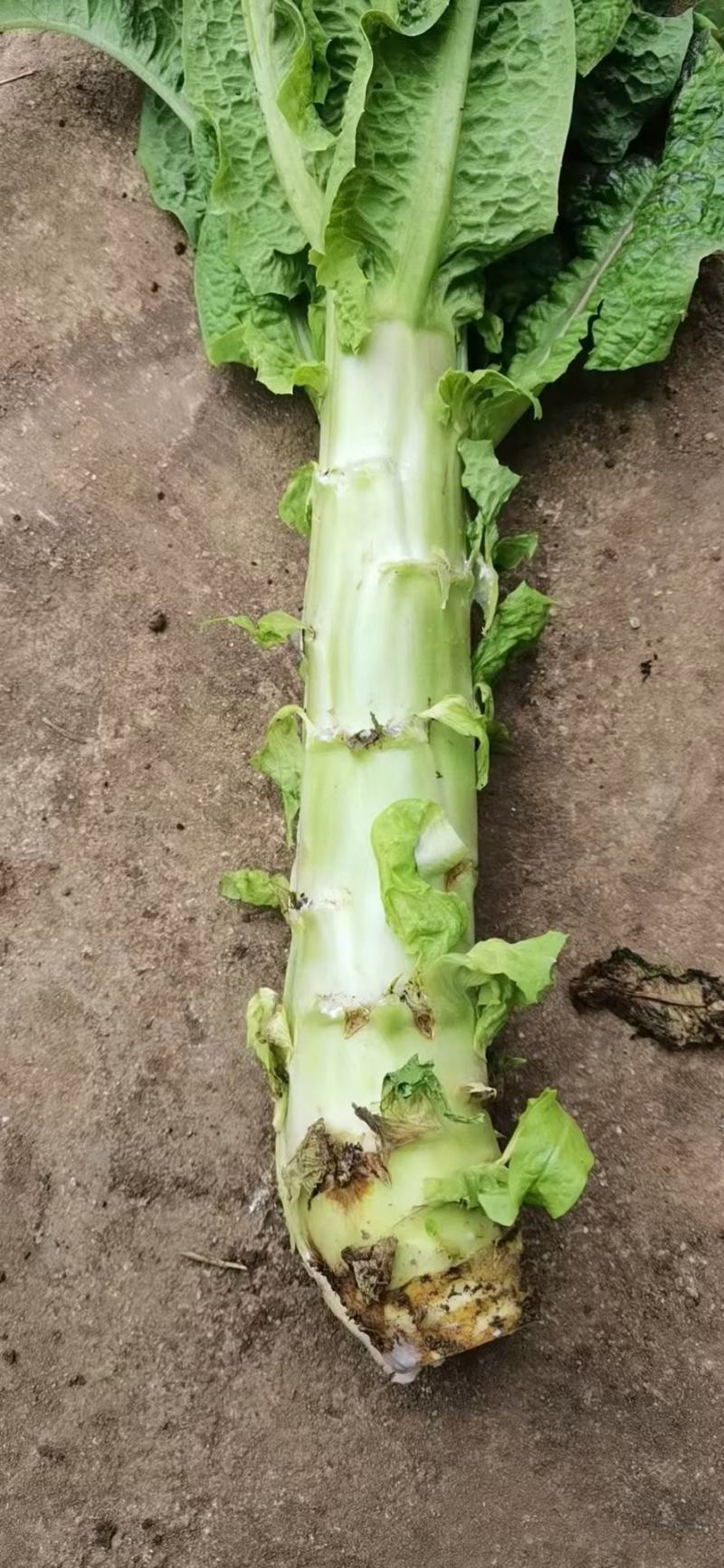 绿霸莴笋种子莴苣种子红笋王红莴苣种子10g