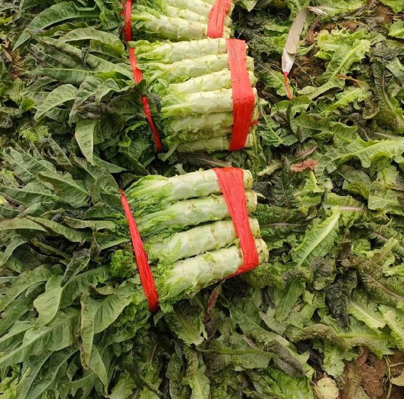 绿霸莴笋种子莴苣种子红笋王红莴苣种子10g